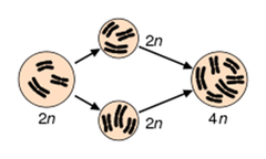 <p>condition in which an organism has an extra set of chromosomes; result of an accident during cell division</p>