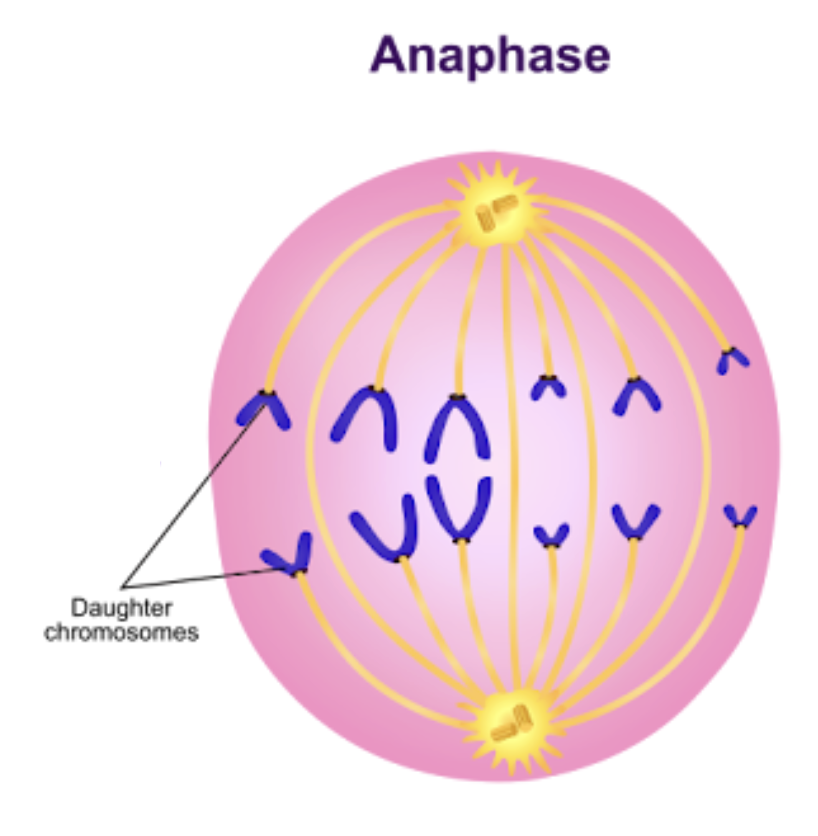 <ul><li><p><span style="background-color: transparent;"><span>Sister chromatids separate</span></span></p></li><li><p><span style="background-color: transparent;"><span>chromosomes move toward poles</span></span></p></li><li><p><span style="background-color: transparent;"><span>poles pushed apart</span></span></p></li></ul><p></p>