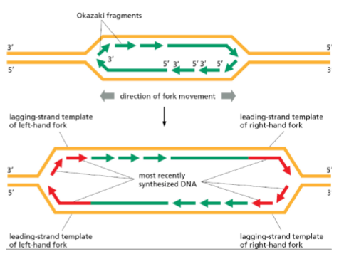 <p>Bidirectional – replication proceeds in both directions from the origin.</p><p>Semi-conservative – each daughter DNA contains one parental strand and one new strand.</p><p>Semi-discontinuous – continuous synthesis on the leading strand, discontinuous on the lagging strand.</p>