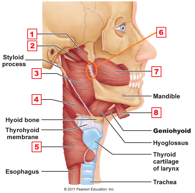 <p>6</p>