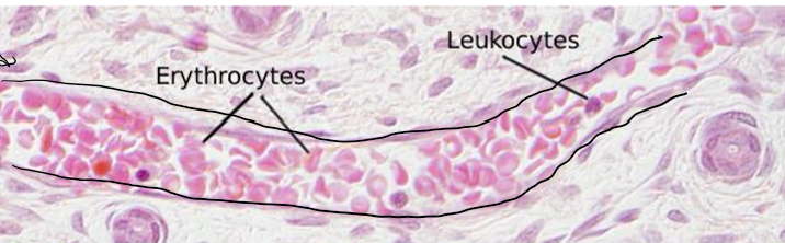 <p>False!</p><ul><li><p>All nucleated cells in the blood are leukocytes.</p></li><li><p>In mammals, erythrocytes lack a nucleus</p></li></ul><p></p>