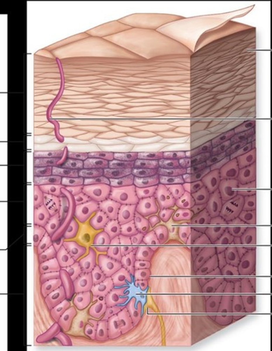 <p>Sweat glands that can be divided into eccrine glands and apocrine glands.</p>