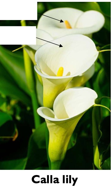 <p>Label the structures of the Araceae plant.</p>