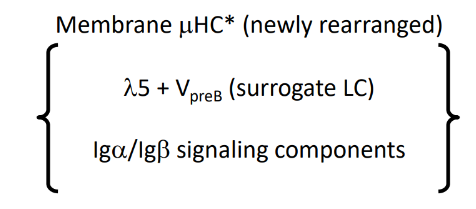 <p>-”tonic” (always on) signaling once on the cell surface</p>