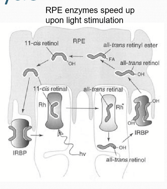 <ol><li><p>11-cis retinal is converted all-trans retinal by light</p></li><li><p>all-trans retin<strong>al</strong> converted to all-trans retin<strong>ol</strong> in outer segment </p></li><li><p>all-trans retin<strong>ol</strong> is transported to RPE via IRBP </p></li><li><p>all-trans retin<strong>ol</strong> is converted to 11-cis retin<strong>ol</strong> in RPE</p></li><li><p>11-cis retin<strong>ol</strong> is converted to 11-cis retin<strong>al</strong> in RPE</p></li><li><p>11-cis retin<strong>al</strong> is delivered back to outer segment via IRBP </p></li></ol><p></p>