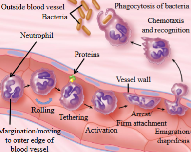 <ul><li><p>The phagocytosis of “non-self” pathogen by WBCs. </p></li><li><p>The foreign pathogens/bacteria are engulfed by neutrophils by phagocytosis. </p></li><li><p>This is the last step.</p></li></ul><p></p>