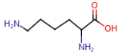 <p>- terminal primary amino group<br>- side chain with positively charged nitrogen atoms<br></p>