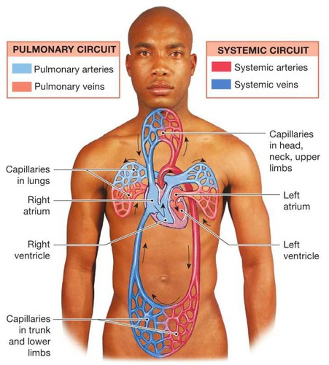 <p>Circuit of blood that carries blood between the heart and the rest of the body.</p>