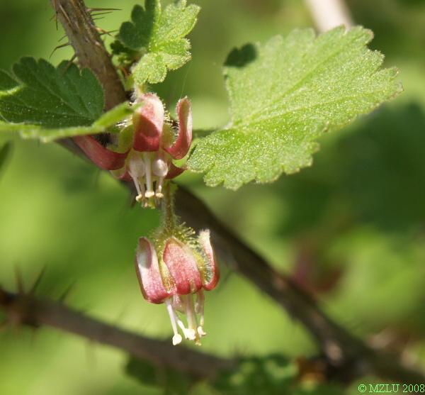 <p><span>srstka angrešt</span></p>