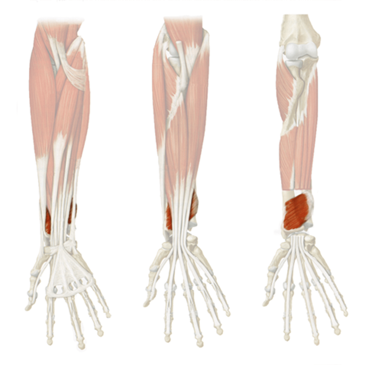 <p>-Pronates forearm</p><p>-Median n. (C5 - T1)</p><p>-Deep to FDP and FPL</p>