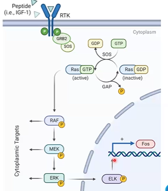 <p>peptide binds RTK, autoP</p><p><strong>GRB2 </strong>binds tyrP, <strong>SOS </strong>binds GRB2 as <strong>GEF </strong>(guanine nucleotide exchange factor)</p><p>SOS targets <strong>Ras</strong>-GTP &gt; Ras-GDP</p><p>Ras signaling off by GTPase activating protein (<strong>GAP</strong>)</p><p>Ras-GTP activates <strong>RAF </strong>kinase activity, <strong>MEK, ERK, ELK1, SRE, FOS</strong></p>
