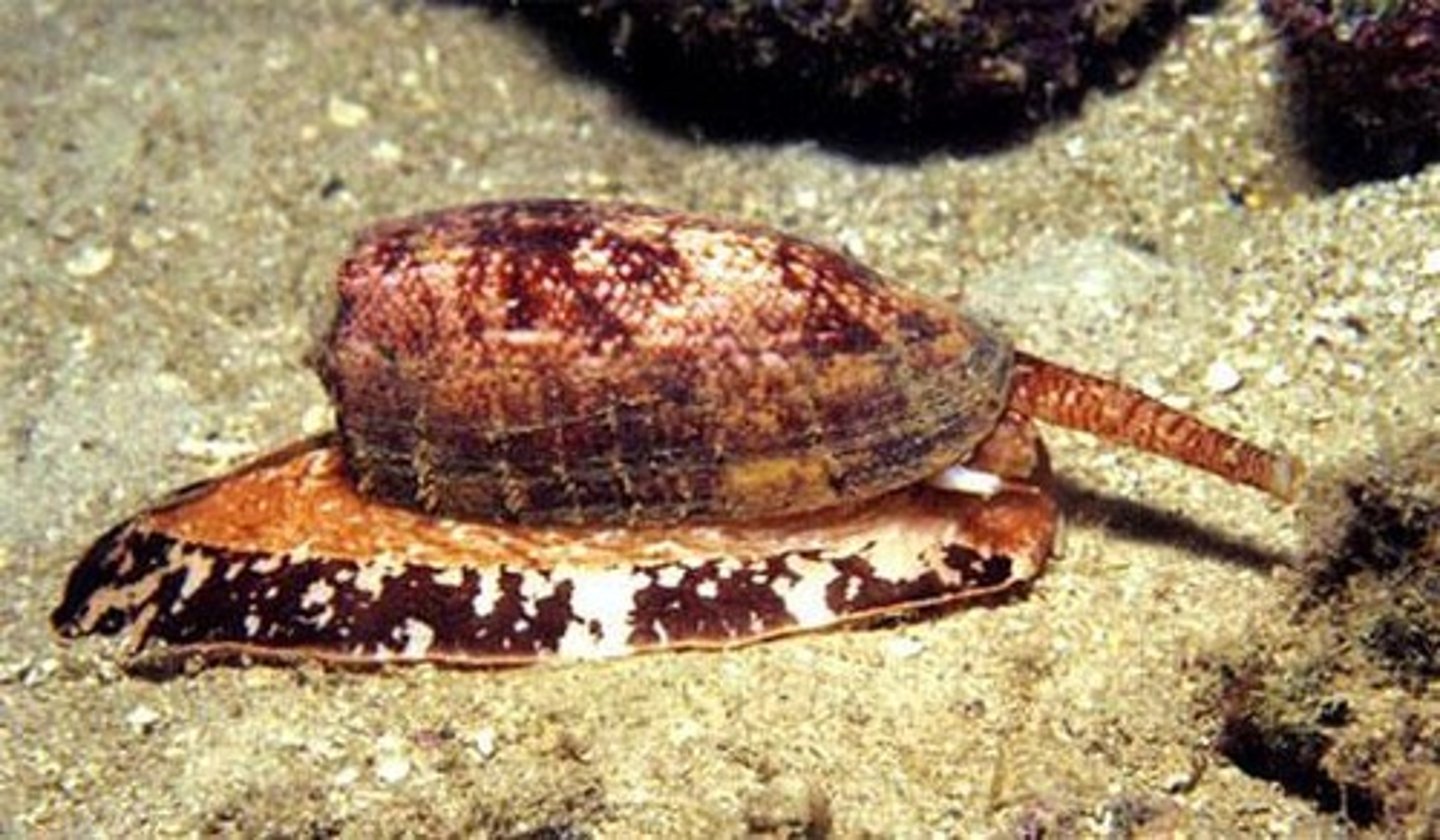 <p>Its venom can block information transfer by neurons, potentially leading to death.</p>