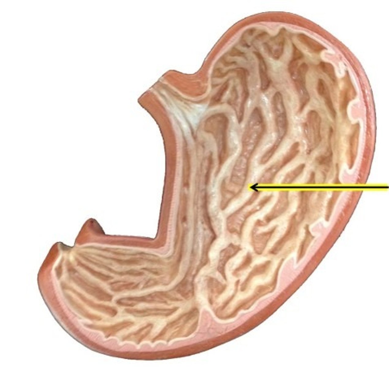 <p>The folds in the stomach lining that allow it to expand.</p>