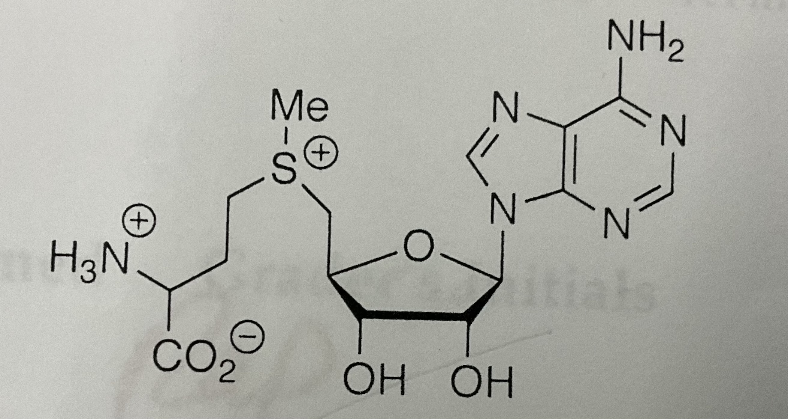 <p>S-Adenosylmethionine </p>