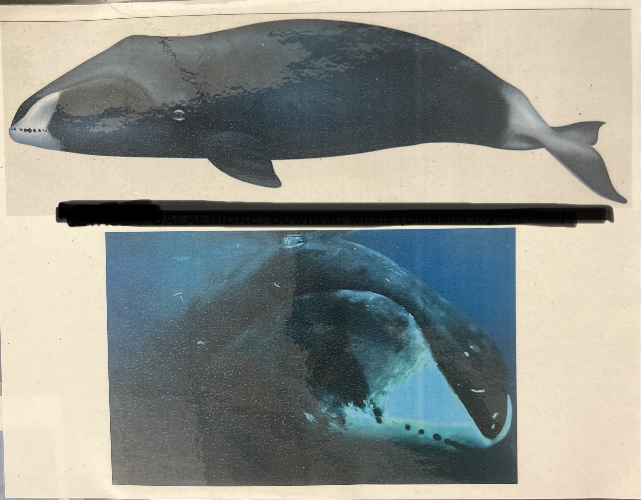 <p>Order, Suborder, Infraorder, Parvorder, Family?</p>