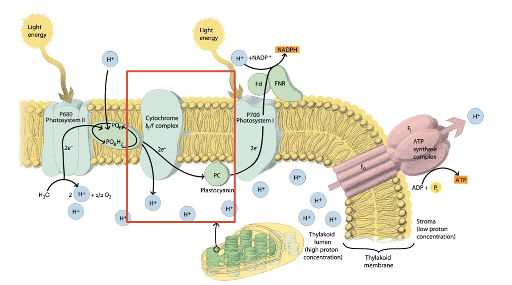 <ul><li><p>receives H<sup>+</sup>&nbsp;from plastoquinone and deposits them into thylakoid lumen</p></li><li><p>receives e<sup>-</sup>&nbsp;from from plastoquinone</p></li><li><p>transfers electrons to another mobile electron carrier protein, <span style="color: rgb(255, 0, 0);"><strong>Plastocyanin,</strong></span><span style="color: rgb(255, 255, 255);"><strong>&nbsp;</strong>which carriers electrons, one at a time to PS I</span></p></li></ul><p></p>