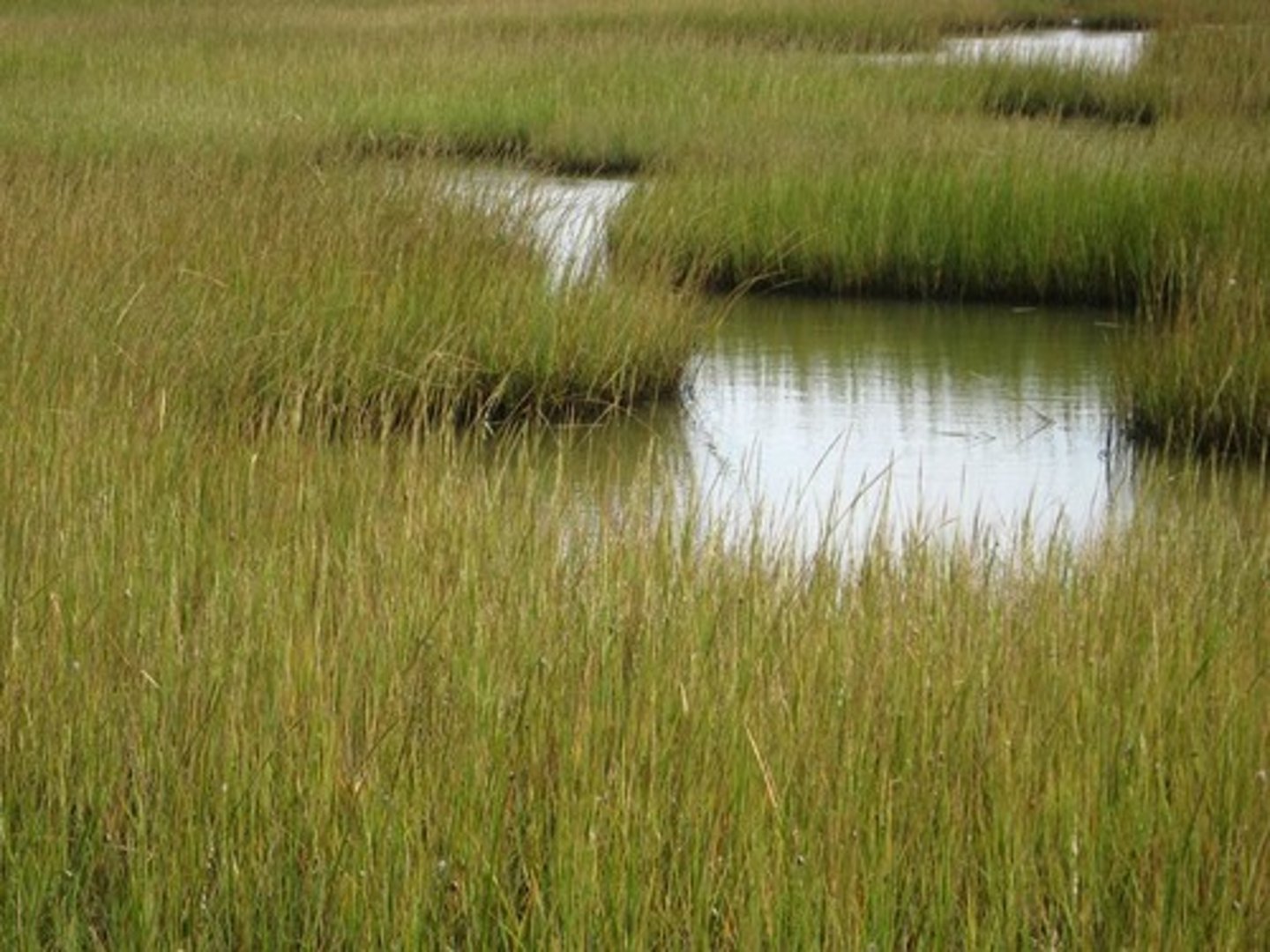 <p>a plant in the genus Spartina; the dominant vegetation in North American salt marsh communitities</p>