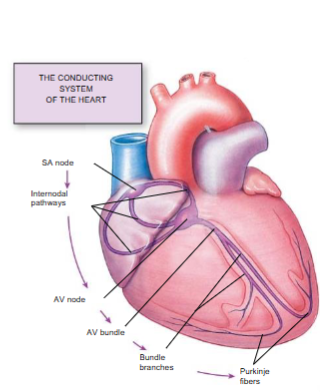 <p>The SA node is the heart's natural pacemaker. It's a group of special cells that send out electrical signals to tell the heart when to contract and set the rhythm.</p>