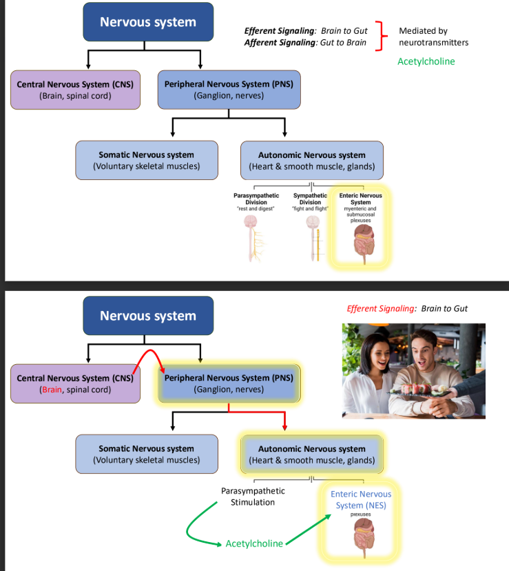 <p>Efferent: brain to gut</p><p>Afferent: gut to brain </p>