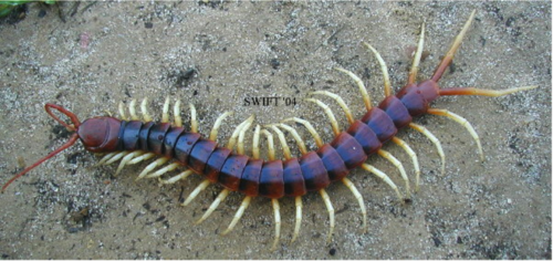 <p>type of arthopod appendage that is unbranched</p><p>found on: Myriopoda, some Hexapods, ans Chelicerata</p>