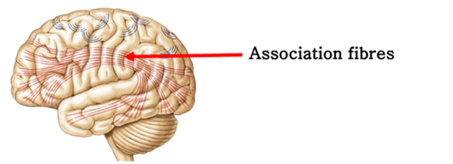 <p>What do association fibres do in white matter?</p>
