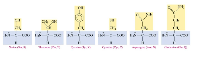 <ul><li><p>contain OH, SH, and amides </p></li></ul>