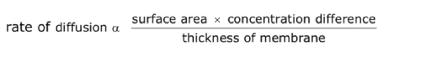 <p>- rate of diffusion proportional to SA & concentration gradient</p><p>- inversely proportional to thickness/diffusion distance</p>