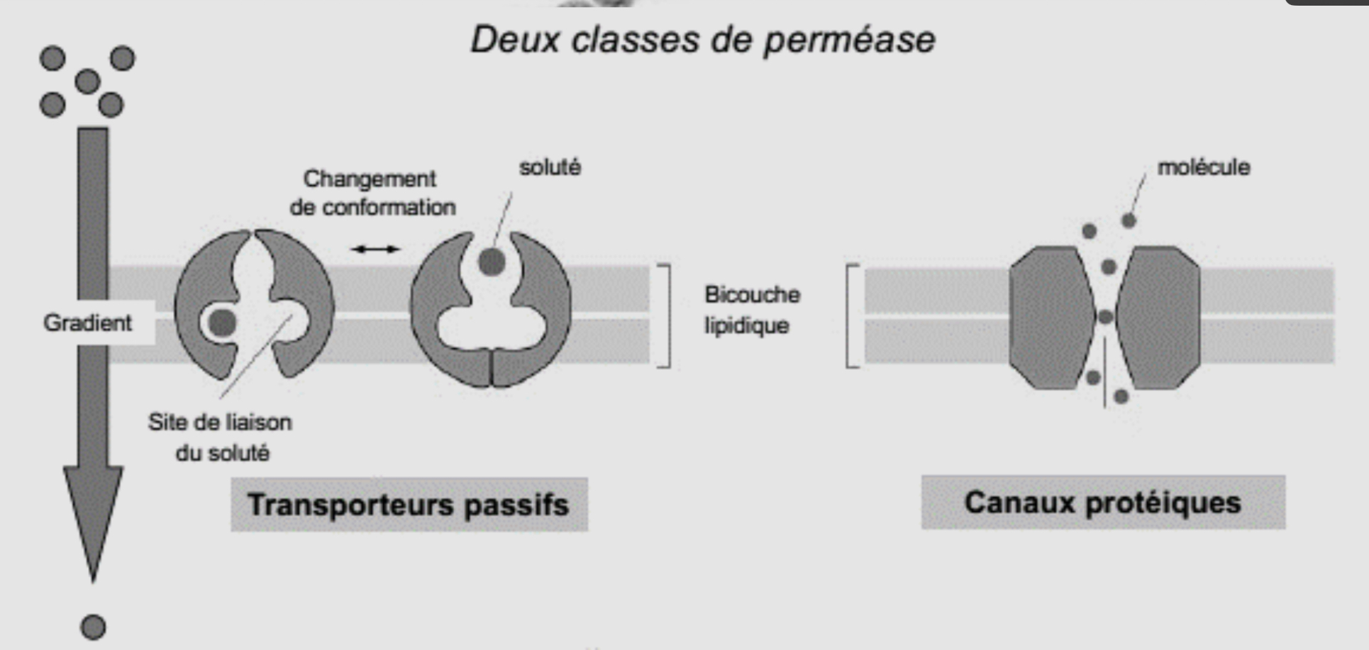 <p>Des protéines transmembranaires multipass interviennent dans les transports passifs avec perméases :</p><ul><li><p>Transporteurs passifs ← lient un soluté sur une face de la membrane puis changent de conformations pour le faire passer de l’autre coté</p></li><li><p>Canaux protéiques ← changent de conformation en générant un pore membranaire aqueux permettant le transfert des molécules de part et d’autre de la membrane</p></li></ul><p></p>