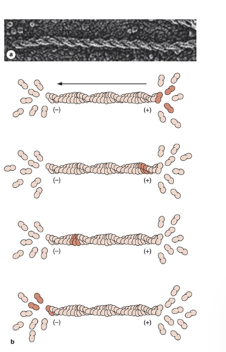 <p>What are the main functions of microfilaments (actin filaments)</p>