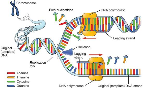 <p>Each strand in the DNA double helix acts as a template for the synthesis of a new, complementary strand</p>