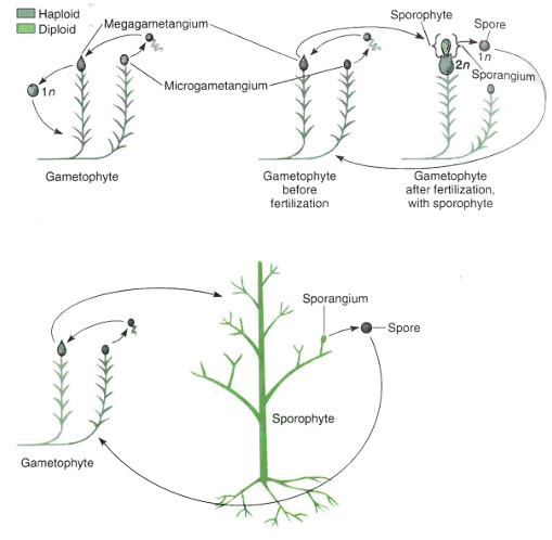 <p>Teoria que defende que as primeiras plantas terrestres não possuíam esporófito.</p><p>Em vez disso, o zigoto "germinava" por meiose.</p><p>Numa fase posterior da evolução, o zigoto germinaria mitoticamente e produziria um esporófito simples que, nas fases iniciais, consistiria num esporângio e talvez também num pé.</p><p>Com a evolução contínua, o esporófito tornar-se-ia progressivamente mais elaborado, enquanto os gametófitos se tornariam mais simples.</p>