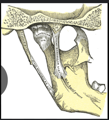 <p>Sphenomandibular ligament</p>