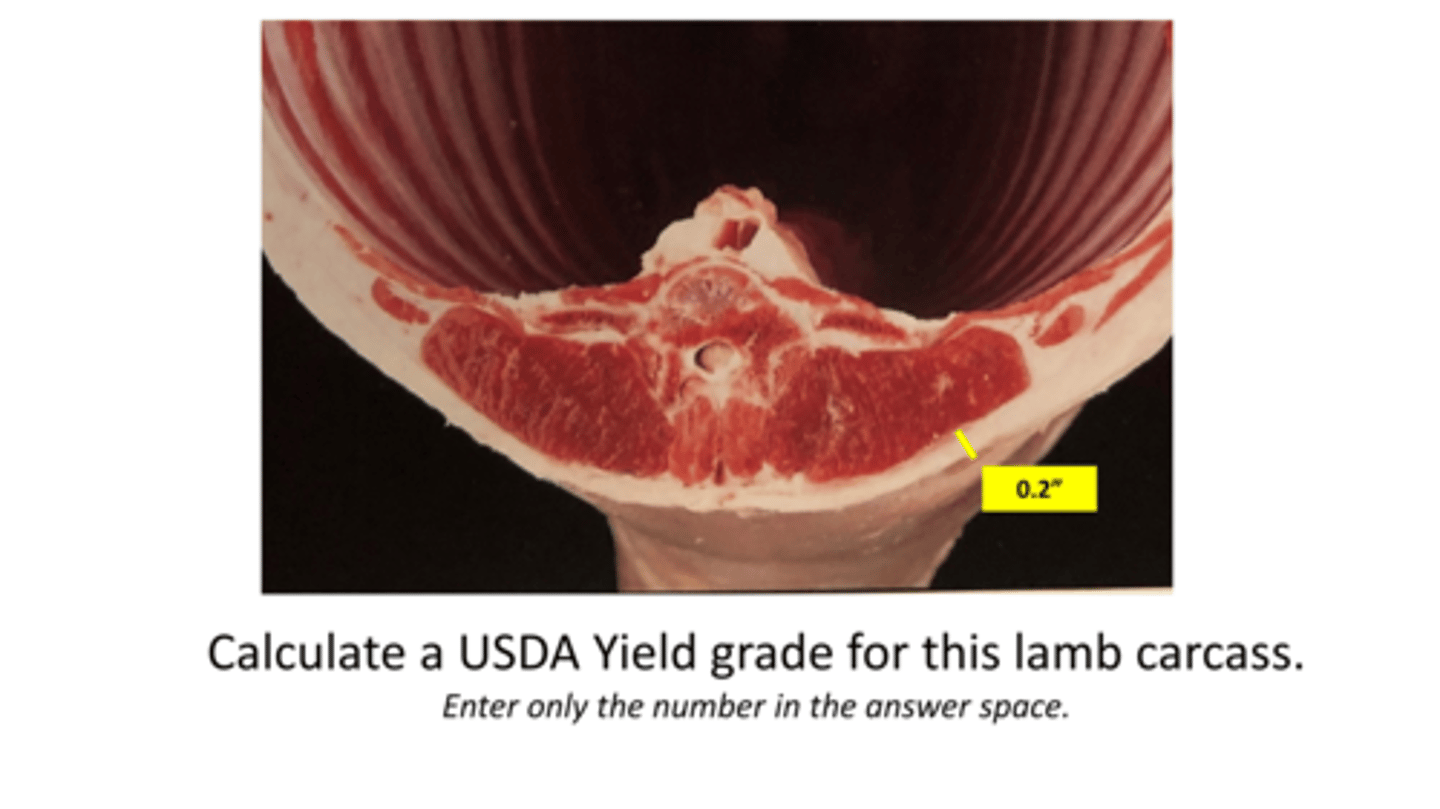 <p>Calculate a USDA Yield Grade for this lamb carcass.</p><p>FT = 0.2"</p>