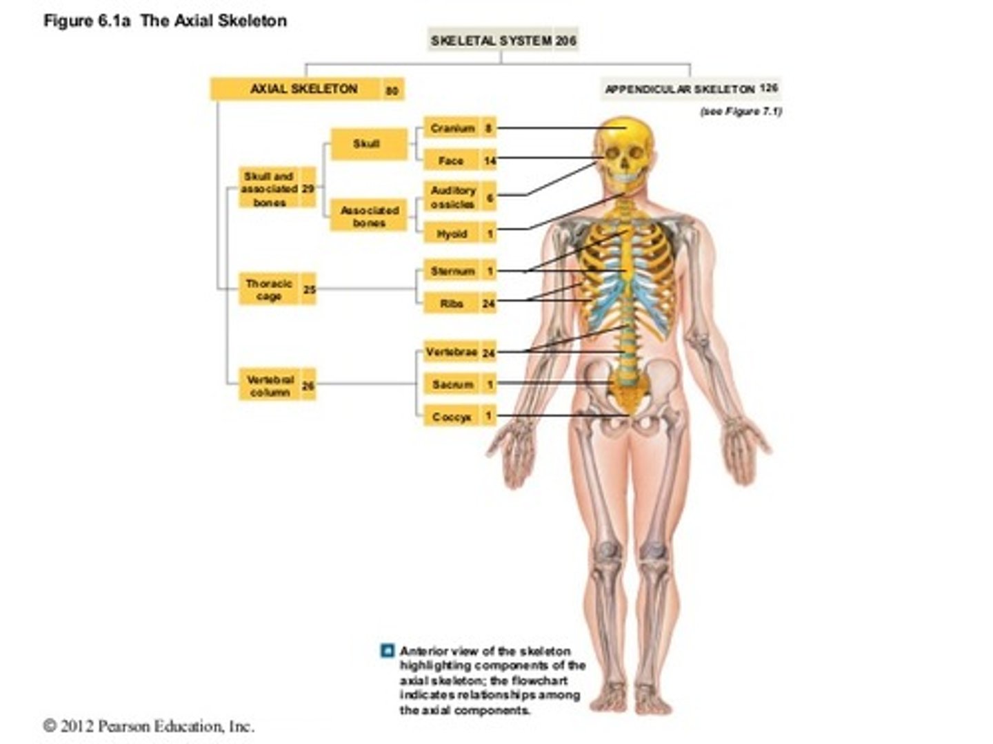 <p>• Contains 80 bones</p><p>• The axial skeleton serves as a framework that supports and protects organs, provides and extensive surface area for muscle attachment, and it also stabilizes and positions parts of the appendicular skeleton that support the limbs.</p><p>• The axial skeleton includes the skull (8 cranial bones and 14 facial bones), the bones associated with the skull (6 auditory (1)ossicles and the (1)hyoid bone), the vertebral column (24 vertebrae, the (1)sacrum, and the (1)coccyx), and the thoracic cage (the sternum and 24 ribs).</p>