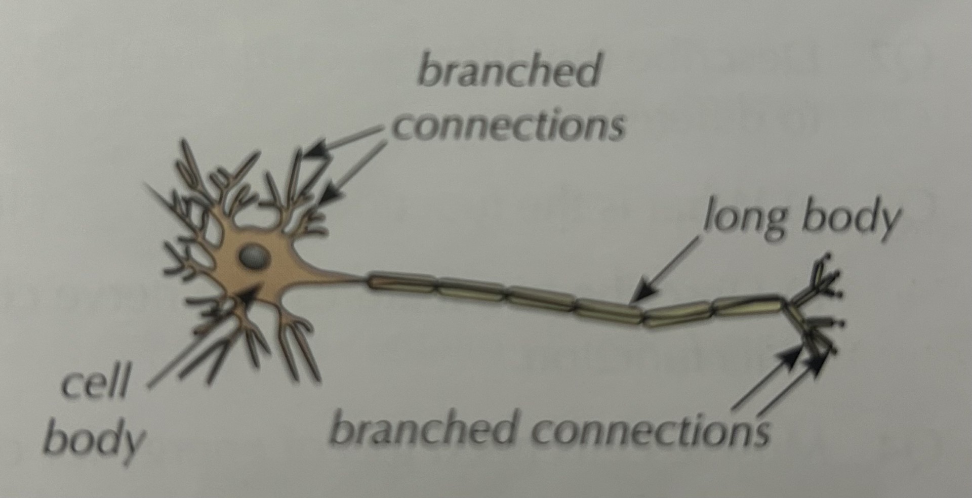 <p><mark data-color="#00deff" style="background-color: rgb(0, 222, 255); color: inherit;">Structure:</mark></p><ul><li><p>They are extremely long cells</p></li><li><p>They have many branches at both ends to connect to other nerve cells</p></li><li><p>They long axes (main branch) is covered in fat to prevent the electrical impulses affecting the surrounding parts of your body (insulation)</p></li></ul><p></p><p><mark data-color="#c4f1ff" style="background-color: rgb(196, 241, 255); color: inherit;">Function:</mark></p><ul><li><p>To carry nerve impulses around your body</p></li></ul><p></p>