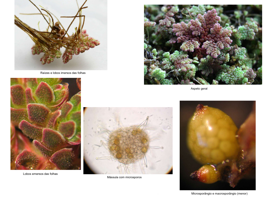 <p>Lobo superior das folhas alberga, em simbiose, a cianófita Anabaena azollae; pensa-se ter sido introduzida, acidentalmente, através da cultura de arroz.</p><p>É uma planta invasora.</p>