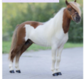 <p>What breed/type of horse is this? </p><p>Hint: it is short and not a pony</p>