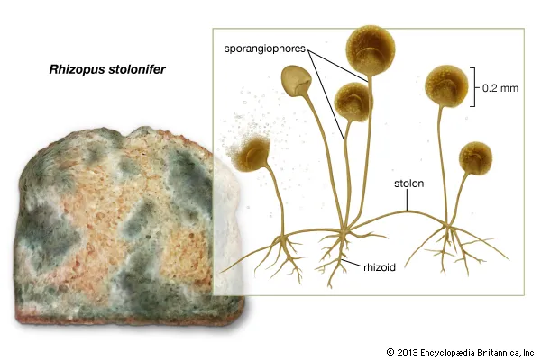 <p>Sporangiophores </p>