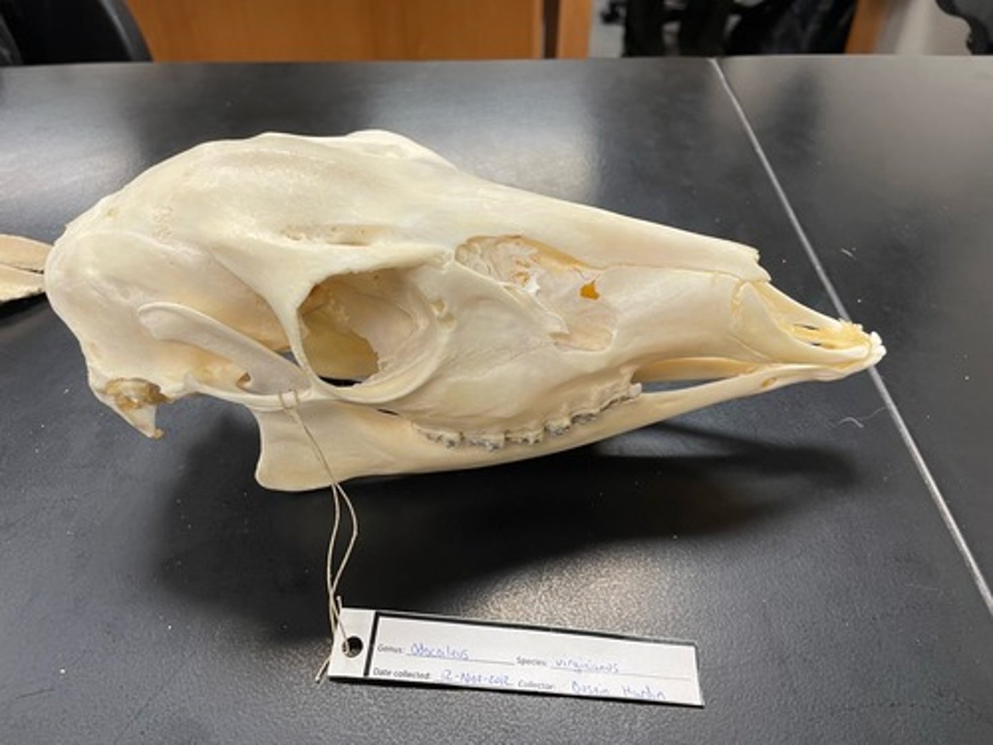 <p>Family: Cervidae</p><p>Genus & Species: Odocoileus virginianus</p>