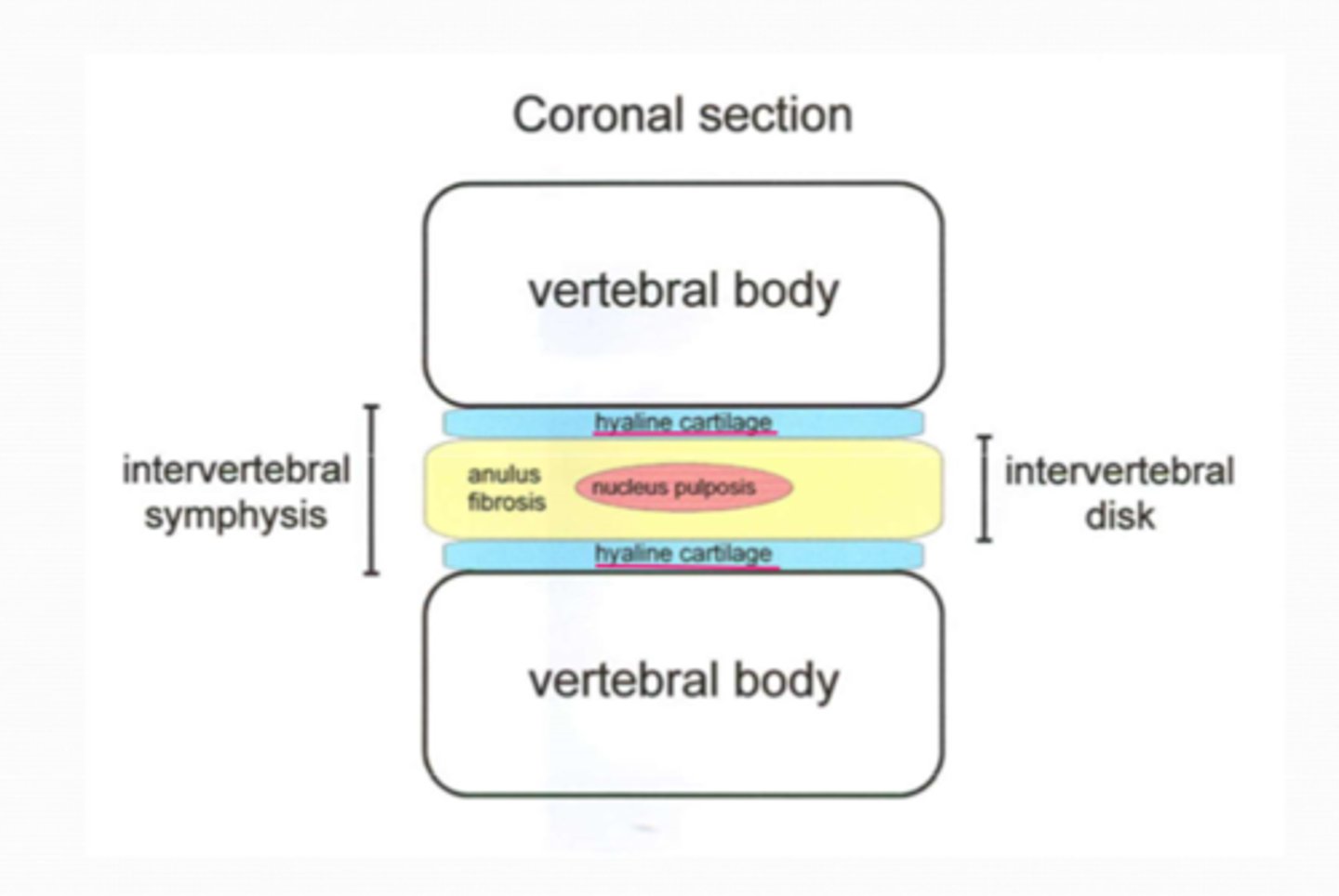 <p>What is located between each vertebral body and intervertebral disc?</p>