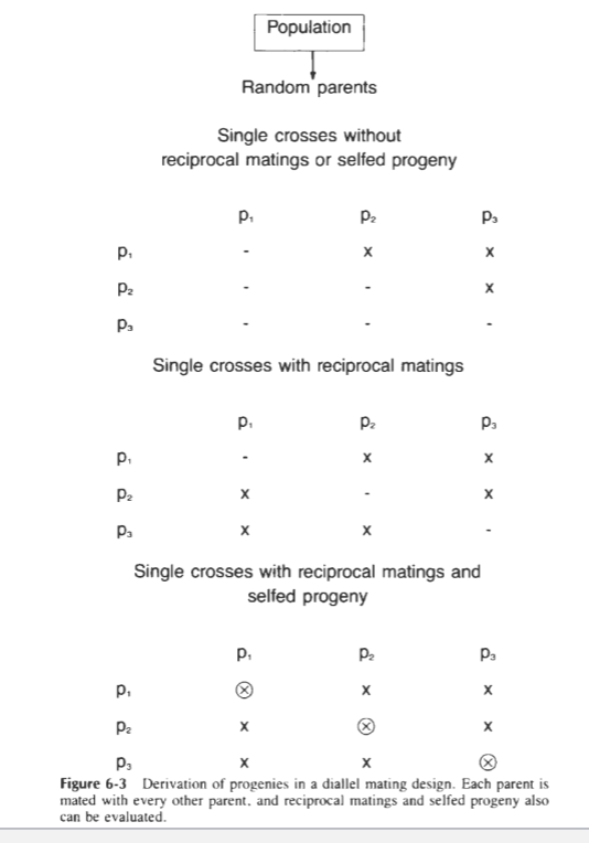 <ul><li><p>randomly select individuals in a population</p></li><li><p>cross selected individuals in all combinations</p><ul><li><p>all parental crosses</p></li><li><p>reciprocal crosses</p></li><li><p>self parents</p></li></ul></li><li><p>cross all possible combinations</p></li><li><p>estimate of general and specific combining ability</p></li></ul><p></p><p>Half sibs = general combining ability</p><p>Full sibs = specific combining ability</p>