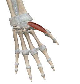 <p>Court abducteur du pouce</p>