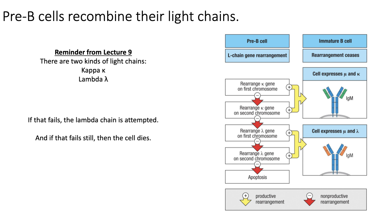 <ul><li><p>If κ rearrangement is <strong>non-productive</strong>, cell switches to <strong>λ rearrangement</strong>.</p></li><li><p>Tries λ on both chromosomes.</p></li><li><p>Successful λ rearrangement → B cell expresses <strong>λ light chain</strong>.</p></li><li><p>If both κ and λ fail → <strong>apoptosis</strong> (cell death).</p></li></ul><p></p>