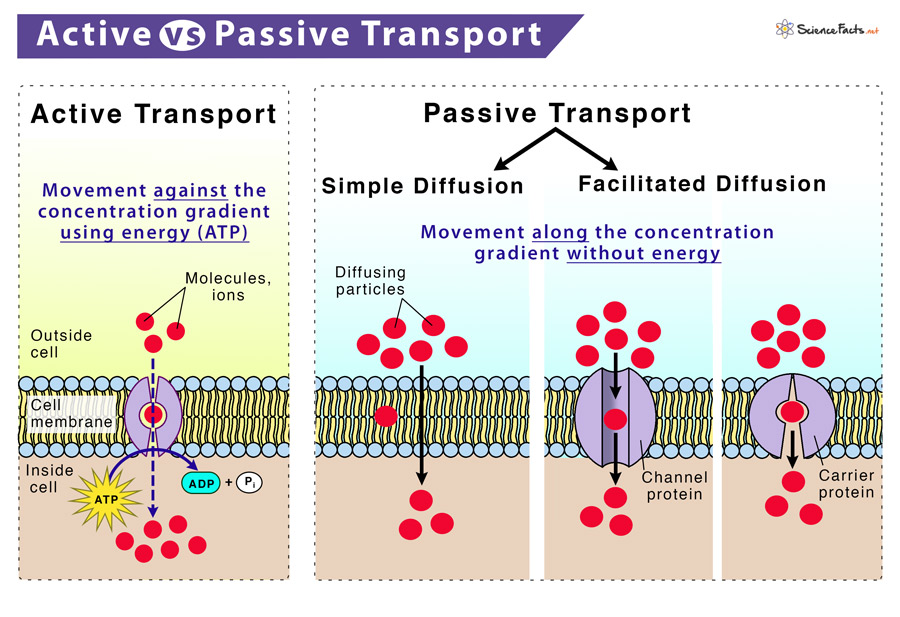 <p>Although both processes move substances across the membrane, active is from low concentration to high concentration whereas passive is from high concentration to low concentration.</p>