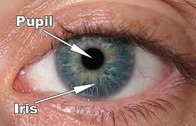 the adjustable opening in the center of the eye through which light enters.