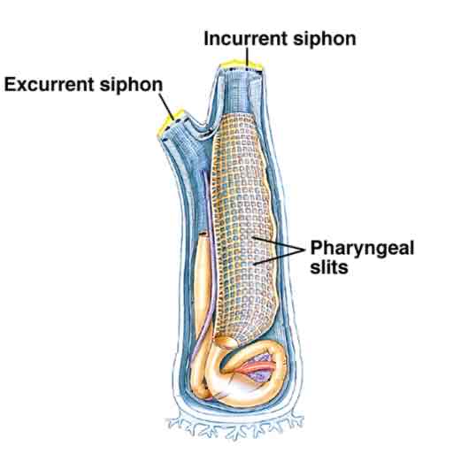 <p>Urochordate (Sea Squirt) anatomy</p>