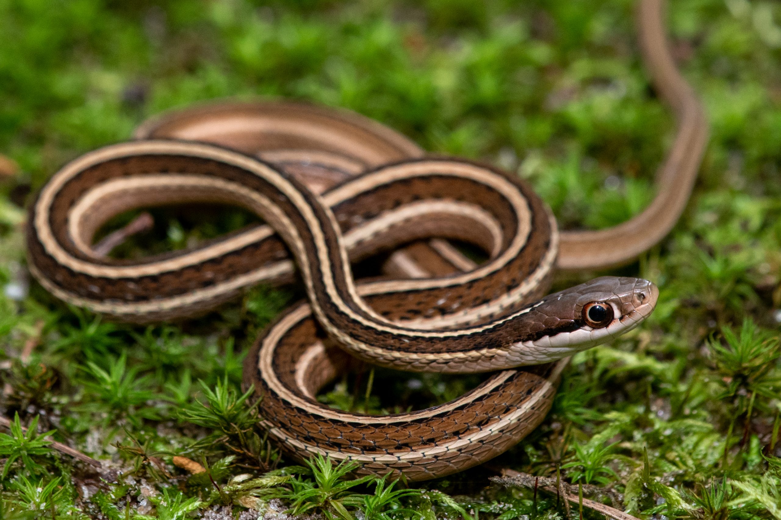 <p>Eastern Ribbon snake</p>