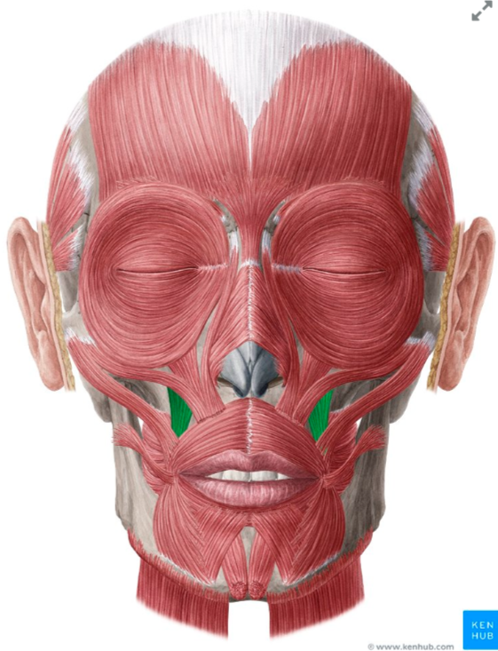 <p><span style="color: red"><strong>O: </strong></span>Below infraorbital foramen of maxilla</p><p><span style="color: red"><strong>I: </strong></span>Modiolus (near angle of mouth)</p><p><span style="color: red"><strong>N: </strong></span>Facial nerve (CN VII)</p><p><span style="color: red"><strong>A: </strong></span>Elevates angle(s) of mouth (smiling)</p>