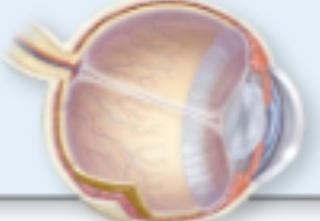 <p>Sensory Nervous System: <strong>Somatic Sensory</strong></p>