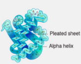 <p>Mature protein folds upon itself</p>